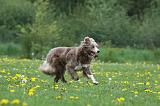 BORDER COLLIE 963